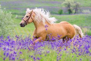 200+ Brown Horse Names for Your Stallion or Mare