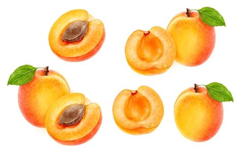 Apricot Watercolor Over 14 378 Royalty Free Licensable Stock