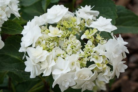 Hydrangea Macrophylla Wedding Gown