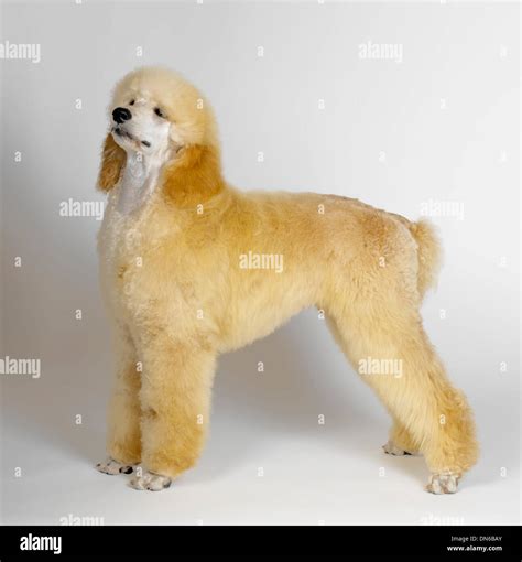 Cream Poodle Hi Res Stock Photography And Images Alamy