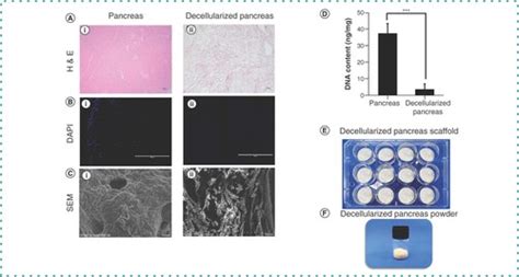 Full Article Protocols For The Preparation And Characterization Of