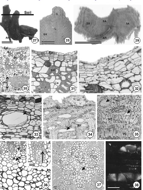 Figure From Anatomy Of Vegetative Organs With An Emphasis On The