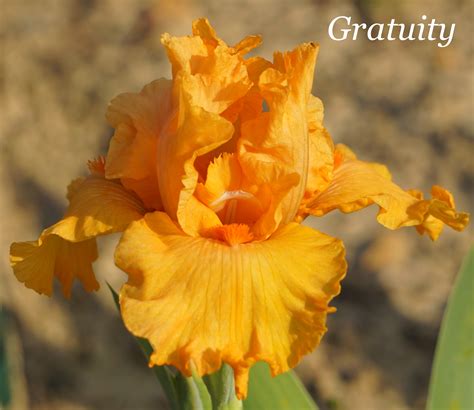 Gratuity Form F 1