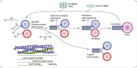 Membrane Fusion Merz Lab