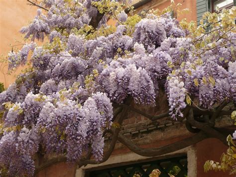 Las cosas de Cósima LA VUELTA AL MUNDO ABRIL FLORES