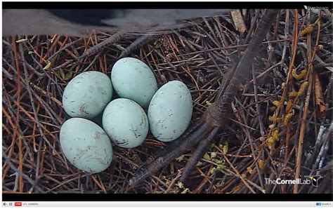 Blue Heron Eggs At Duckduckgo Eggs Blue Heron Bird Eggs