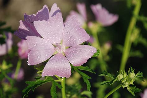 Kostenlose foto Natur blühen Blatt Blume lila Blütenblatt Grün