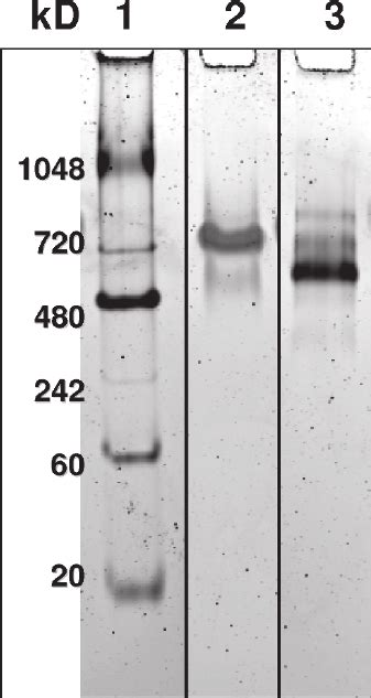 4 Native Gel Electrophoresis Of Nlps 1 Native Mark Molecular Download Scientific Diagram