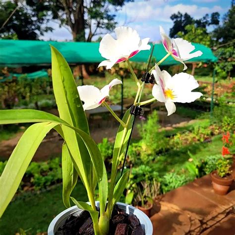 Orchid: Kenya’s Unofficial National Flower