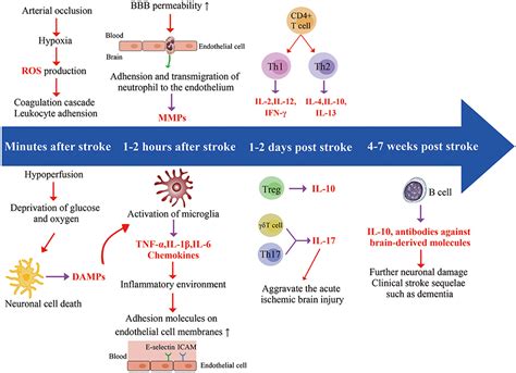 Frontiers The Involvement And Therapy Target Of Immune Cells After