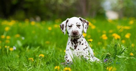 Dalmatian For Adoption Adopt A Dalmatian Petmeetly