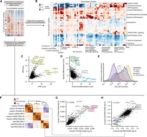 Summarizing Genotype Phenotype Relationships With Perturb Seq A