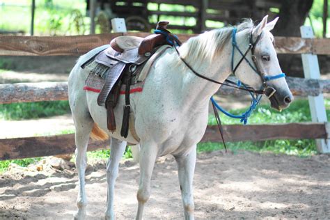 White horse standing in farm and fence in background 22579841 Stock ...