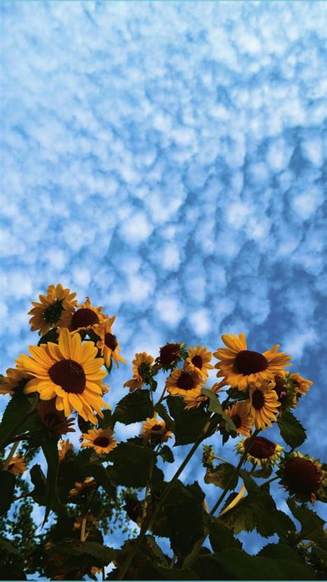 IPhone Aesthetic Sunflower Sunflowers HD Phone Wallpaper Peakpx