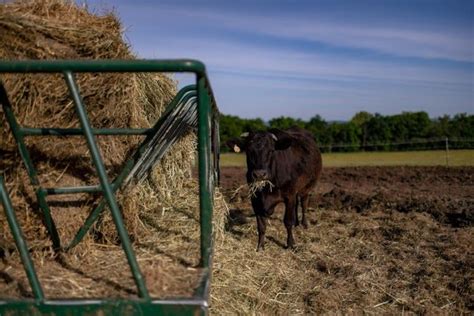 Wagyu Cattle Breeder Puts Premium on Quality Beef | Livestock News ...