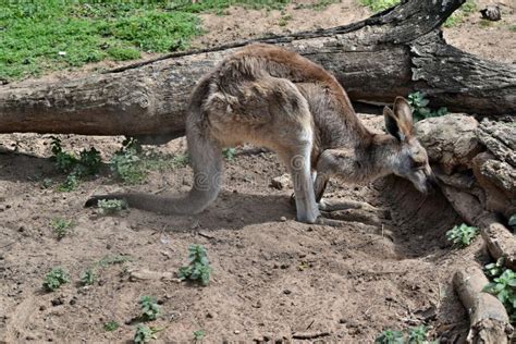 Kangaroo Eating Grass. stock photo. Image of wilderness - 22870350