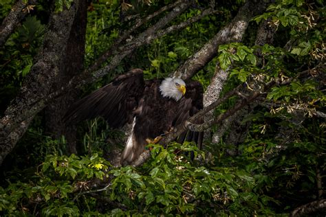 Eagle As Dracula Rnatureismetal