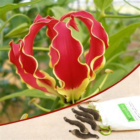 Buy Lily Flower Bulbs online from Nurserylive at lowest price.