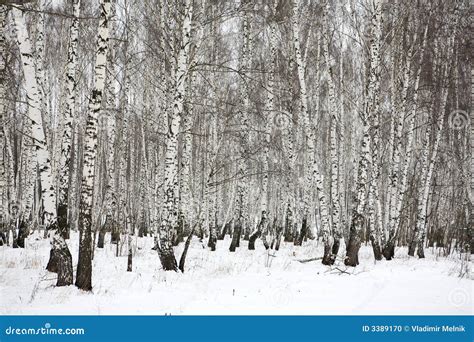 Bois De Bouleau En Hiver Russie Photo stock Image du froid cheminée