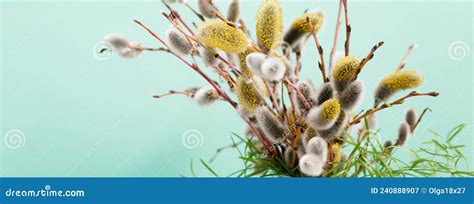 Expanded Buds On Pussy Willow Against Blue Background Stock Photo