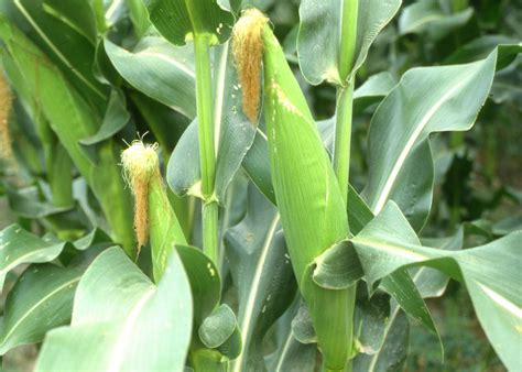 Challenges continue for state's corn crop | Mississippi State University Extension Service