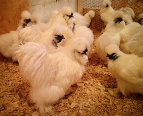 Silkies Are Small And Lay Smaller Eggs However The Yolks Are Often The Same Size As A Regular