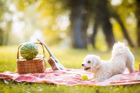 Dog-Friendly Picnics | Everything You Need To Eat Al Fresco With a Pup