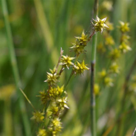 Prairie Future Seed Company Eastern Star Sedge Plant