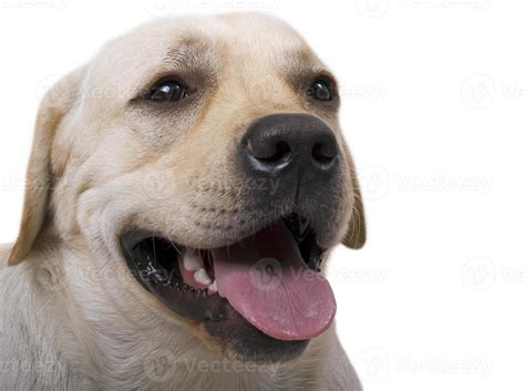 retrato del perro pastor caucásico. aislado en blanco 18943296 Foto de