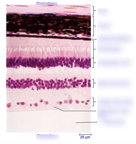 Retina histology Diagram | Quizlet