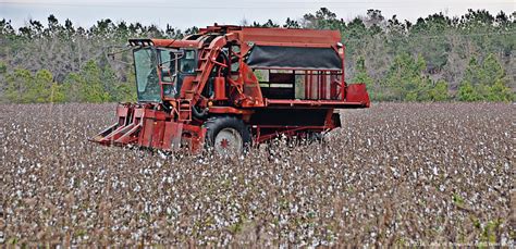 Cotton picker, Williamsburg County, S.C. – Building a better South