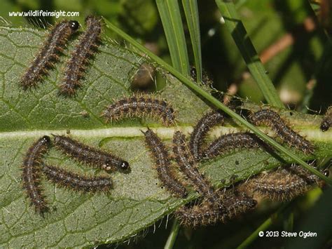 Marsh Fritillary Butterfly And Caterpillar Euphydryas Aurinia