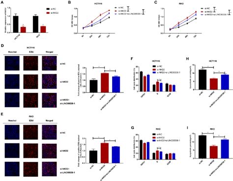 LINC00538 Regulates Cell Proliferation By NKD2 A Detection Of NKD2