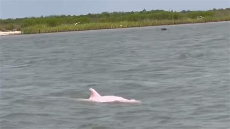 Video Of Rare Pink Dolphins Go Viral People Call It Awesome Trending Hindustan Times