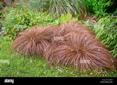 New Zealand Sedge Carex Comans Bronze Form Carex Comans Bronze Form