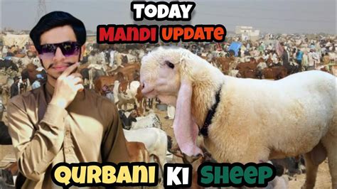 Qurbani Ke Liye Mandi Se Sheep Le Aye Qurbani Done 2k24 Boys On