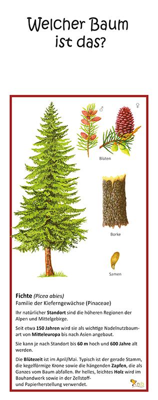 Fichte Quiztafel Lehrtafeln Natur im Bild Lehrtafeln für Natur