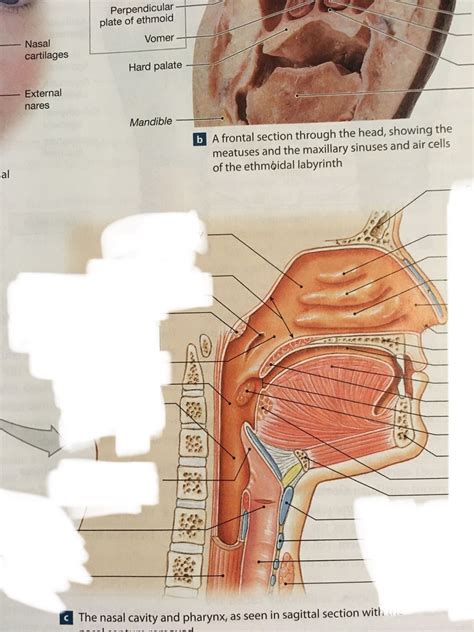 Nasal Cavity And Pharynx Chapt 39 Diagram Quizlet