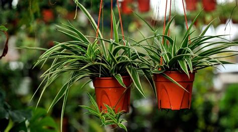 7 Tips For Growing Spider Plants In Hanging Baskets