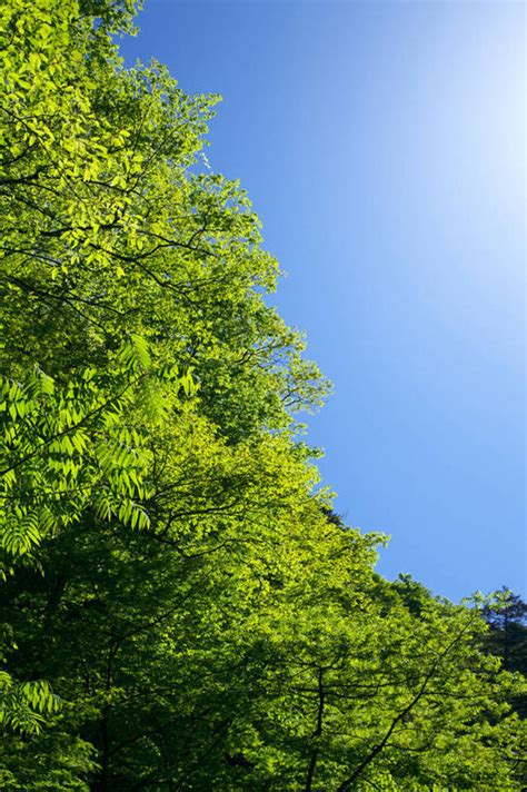 无人竖图室外白天仰视旅游度假美景树林植物阴影光线影子景观娱乐树树木蓝色绿色蓝天天空阳光自然天