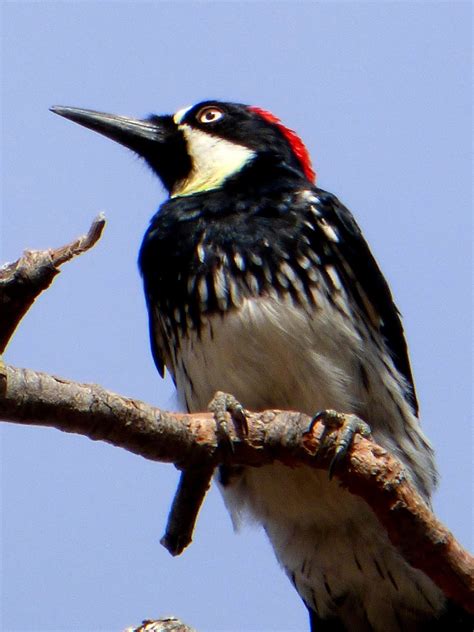 Geotrippers California Birds Acorn Woodpecker At Sequoia National Park