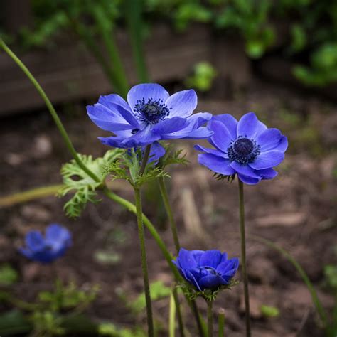 Blue In Community Garden Early April Blue Beauties In  Flickr