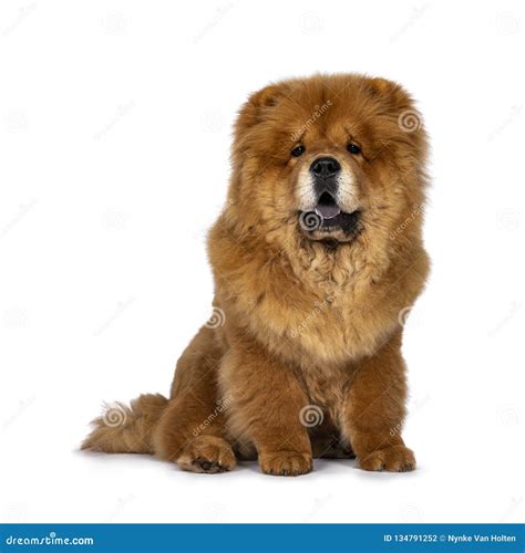 Cute Fluffy Chow Chow Pup Dog Isolated On A White Background Stock