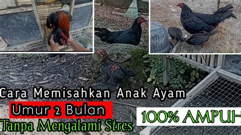 Cara Memisahkan Anak Ayam Umur 2 Minggu Youtube