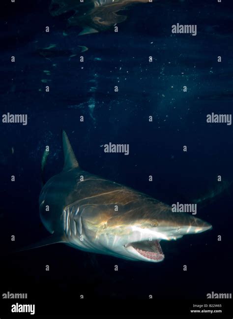 blacktip shark Carcharhinus limbatus Aliwal Shoal Kwazulu Natal South Africa Indian Ocean Stock ...