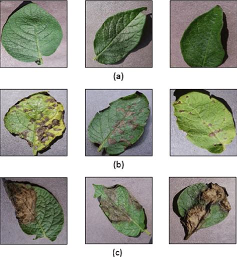 Sample Images From The Potato Leaf Blight Dataset A Healthy Leaf