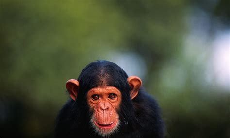 Chimpanzee Communication HowStuffWorks