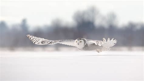 Snowy Owls Photography Workshop | Akari Photo Tours