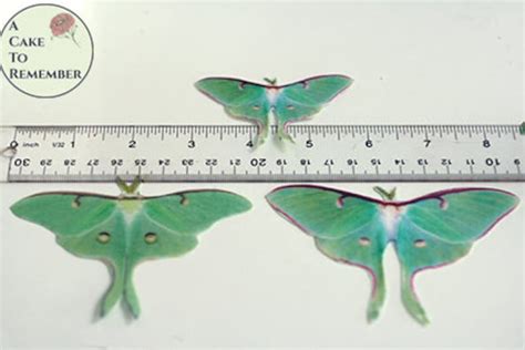 9 Edible Luna Moth Cake Decorations For A Woodland Wedding Etsy