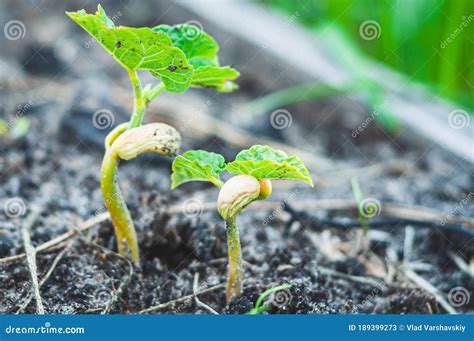 Sprouted Bean Seed and Young Green Leaves from the Cotyledon Grow from ...